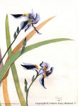 Ray-Tracy-Cartoon-12-1940-Flower-Watercolour-1-6x8.25